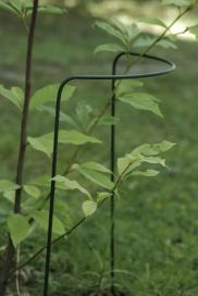Perennatuki 70cm