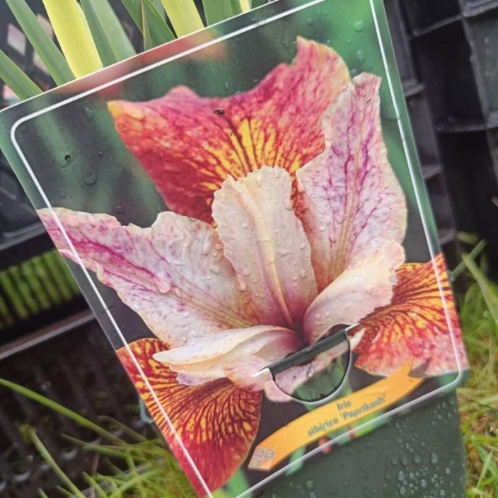 LOISTOKURJENMIEKKA 'PAPRIKSH' Iris sibirica 'Paprikash' P11 Oranssi kurjenmiekka