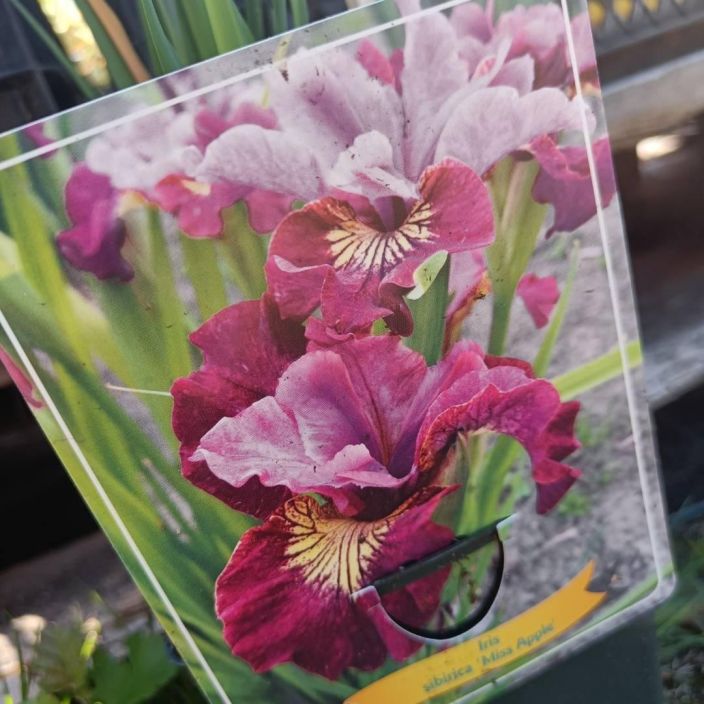 Iris sibirica ´Miss Apple´,loistokurjenmiekka VAIN NOUTO