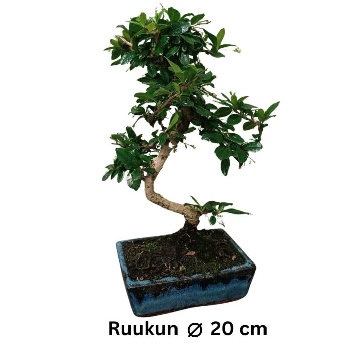 KARMONA Carmona retusa BONSAI P20 Ympari vuoden sisatiloissa viihtyvia bonsai-kasveja on vahan, mutta tassa on niista yksi /
