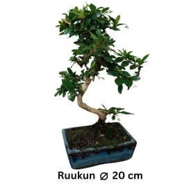 KARMONA Carmona retusa BONSAI P20