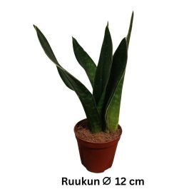 ANOPINKIELI 'DARK DIAMOND' Dracaena (ent. Sansevieria) 'Dark Diamond' P12