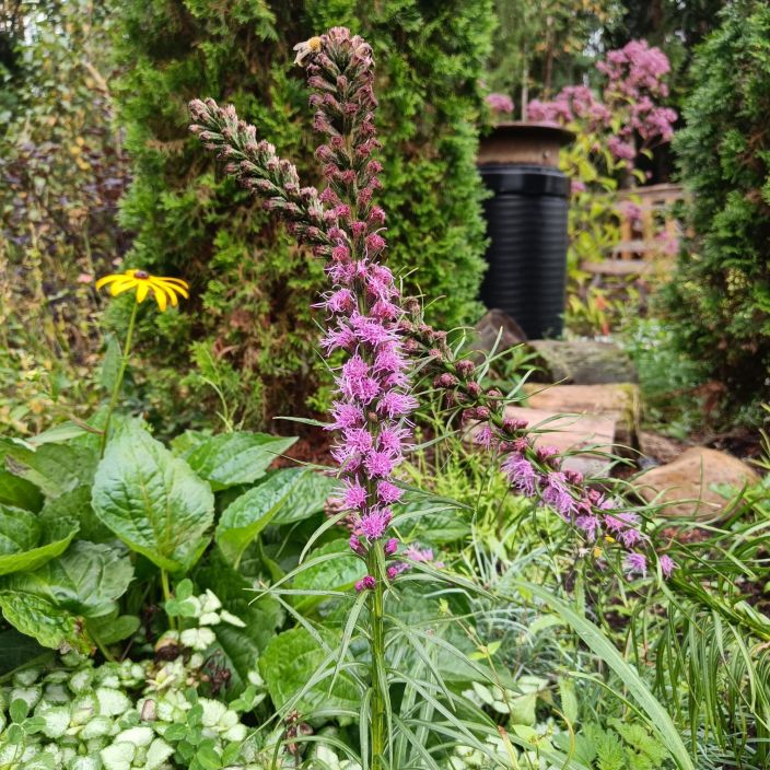 NOROPUNATAHKA 'FLORISTAN VIOLET' Liatris spicata 'Floristan Violet' P10 Porriaisten rakastama, perinteinen perenna