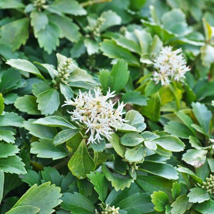 Pachysandra terminalis, varjoyrtti