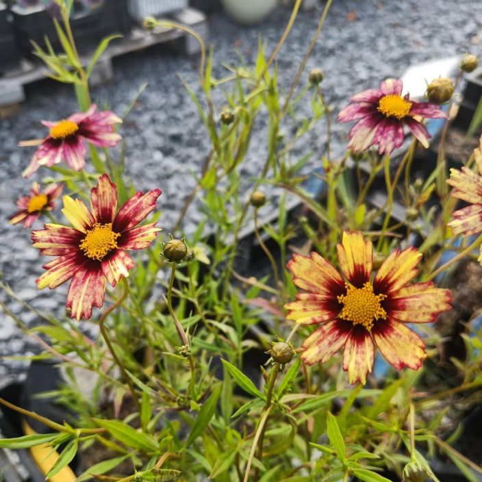 SYYSKAUNOSILMA 'REDSHIFT' Coreopsis 'Redshift' P11 Loppukesan kukkija, jonka kukat vaihtavat variaan ilmojen viiletessa SYYSKAUNOSILMA 'REDSHIFT' Coreopsis 'Redshift' P11 Loppukesan kukkija, jonka kukat vaihtavat variaan ilmojen viiletessa
