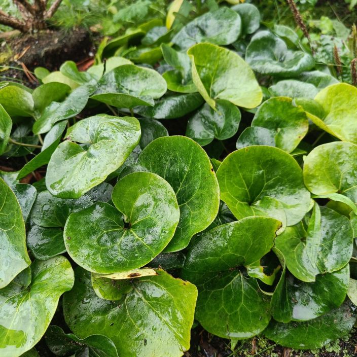 LEHTOTAPONLEHTI Asarum europaeum P10 Matala maanpeiteperenna