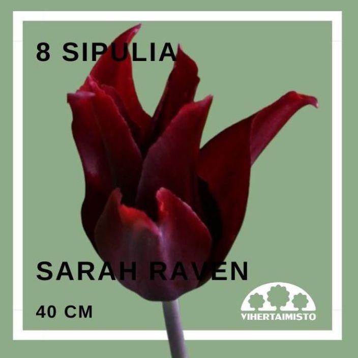 TULPPAANI 'SARAH RAVEN' Tulipa 'Sarah Raven' 8 sipulia 8 sipulia pussissa