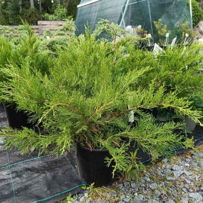 TARHAKATAJA 'MINT JULEP' Juniperus x pfitzeriana 'Mint Julep' 30-40 cm Ylaviistoon kasvava havupensas