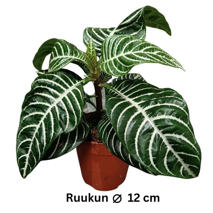 ISOLEOPOLDINKUKKA 'DANIA' Aphelandra squarrosa 'Dania' P12 Kaunislehtinen kasvi, joka kukkiessaan tekee keltaisia,