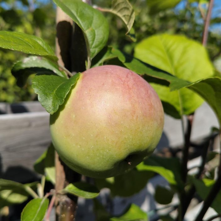 TALVIOMENA 'KONSTA' Malus domestica 'Konsta' At 7,5L Punapintainen, hapahko talviomena / VAIN NOUTO