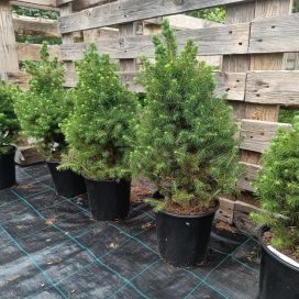 KARTIOVALKOKUUSI 'CONICA' Picea glauca 'Conica' 40-50 cm