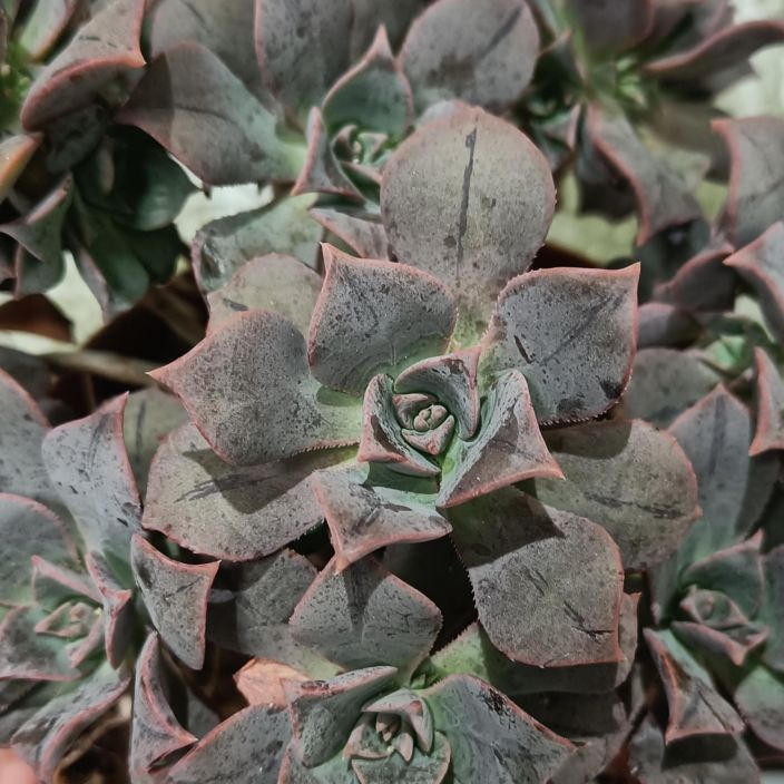 MEHIPUU 'MARY ANN KUNKEL' Aeonium 'Mary Ann Kunkel' P15 Violetinpunertava mehipuu