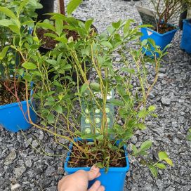 PENSASMUSTIKKA 'AINO' Vaccinium angustifolium-r. 'Aino' AT 3L