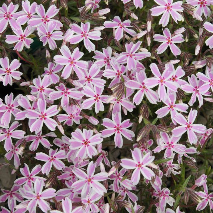 Phlox subulata 'Candy Stripes', sammalleimu Phlox subulata 'Candy Stripes', sammalleimu