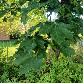 METSÄVAAHTERA Acer platanoides 150-250 cm