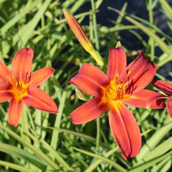 TARHAPAIVANLILJA 'SAMMY RUSSEL' Hemerocallis Hybrida-R 'Sammy Russel' P10 TULOSSA ENNAKKOMYYNTIIN 15.3. / Ruosteenpunainen