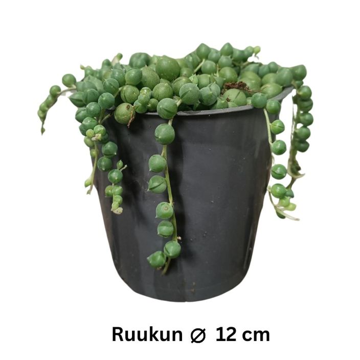 HELMIVILLAKKO Senecio rowleyanus P12 Huonekasvi, jonka versot ovat kuin helminauhaa