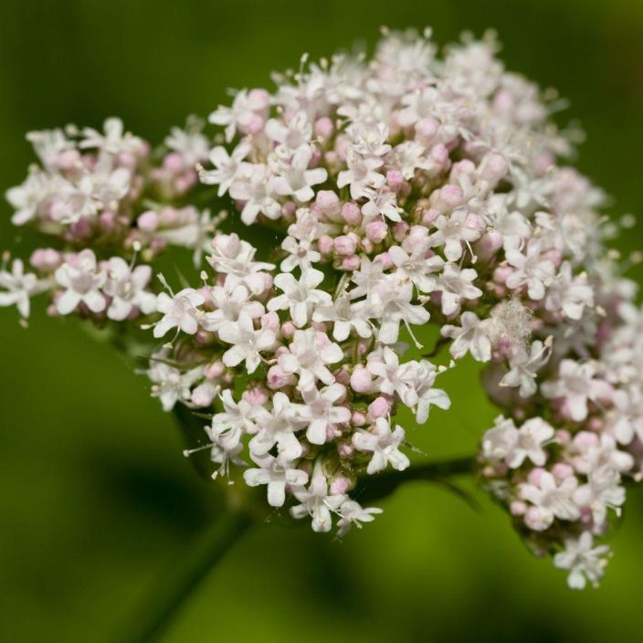 ROHTOVIRMAJUURI Valeriana officinalis P9 Monivuotinen, herkka kukka, jota on kaytetty myos rohdostarkoituksiin ROHTOVIRMAJUURI Valeriana officinalis P9 Monivuotinen, herkka kukka, jota on kaytetty myos rohdostarkoituksiin