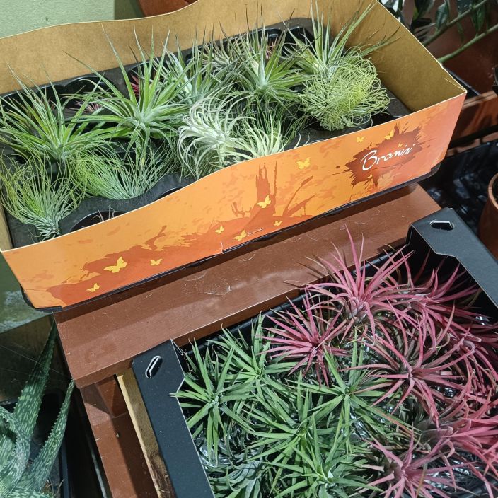 ILMAKASVI MIX Tillandsia mix Erilaisia, pikkuisia ilmakasveja. 3 kpl kympilla!