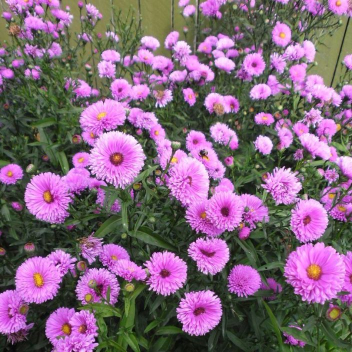 Aster novi-belgii 'Patricia Ballard', syysasteri VAIN NOUTO