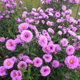 SYYSASTERI 'PATRICIA BALLARD' Aster novi-belgii 'Patricia Ballard' P10