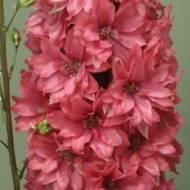 JALORITARINKANNUS 'RED LARK' Delphinium elatum 'Red Lark' P19