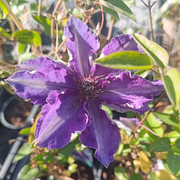 LOISTOKARHO 'THE PRESIDENT' Clematis patens-r. 'The President' At 1L Tumman violettikukkainen karho