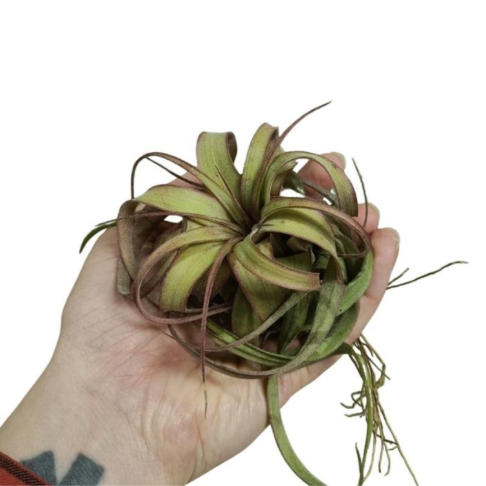 ILMAKASVI 'ERIC KNOBLOCH' Tillandsia 'Eric Knobloch' Punertavalehtinen ilmakasvi ILMAKASVI 'ERIC KNOBLOCH' Tillandsia 'Eric Knobloch' Punertavalehtinen ilmakasvi