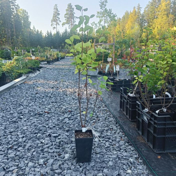 MARJATUOMIPIHLAJA Amelanchier alnifolia At 1,5 L Kestava ja koristeellinen aitapensas tai ryhmakasvi.