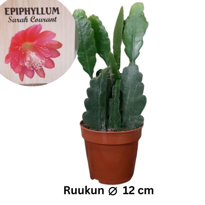 LEHTIKAKTUS 'SARAH COURANT' Epiphyllum 'Sarah Courant' Punakukkainen lehtikaktuslajike