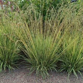 KIRJOSINIHEINÄ Molinia caerulea 'Variegata' P10