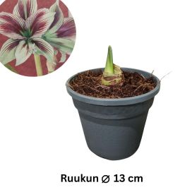 RITARINKUKKA (Amaryllis) 'PAPILIO' Hippeastrum 'Papilio' P13