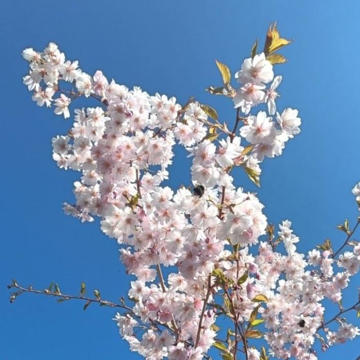 KORISTEKIRSIKKA 'KEVATSUUDELMA' Prunus 'Accolade', 200-250 cm, At 7,5 L VAIN NOUTO / Myyntikoko 200-250 cm / AT 7,5 L