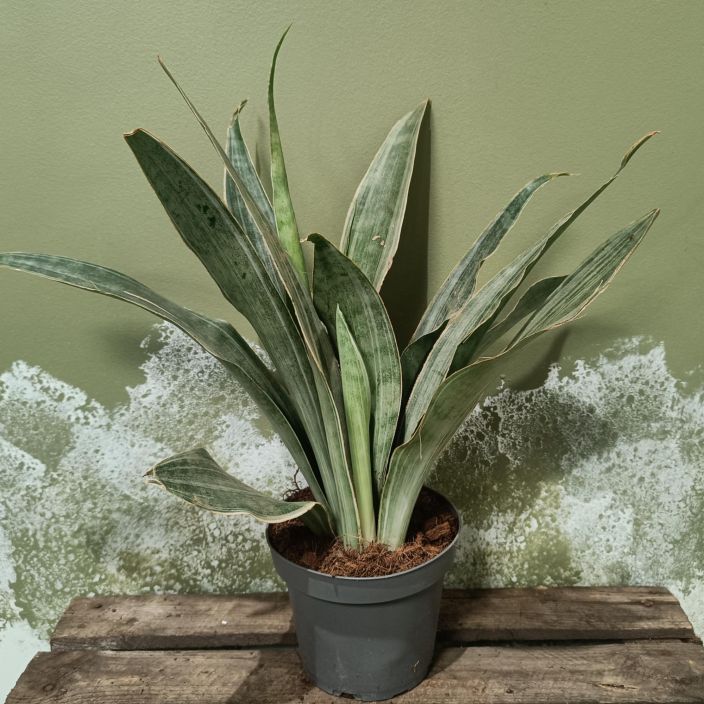 ANOPINKIELI 'METALLICA' Sansevieria (Dracaena) aubrytiana 'Metallica' P14 Anopinkieli, jonka lehdissa on valkeaa