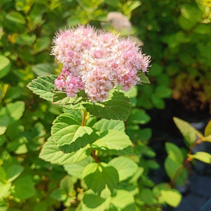 RINNEANGERVO Spirea splendens AT 1,5L VAIN NOUTO / Vaaleanpunakukkainen angervo, jolla on hurjan kaunis syysvaritys