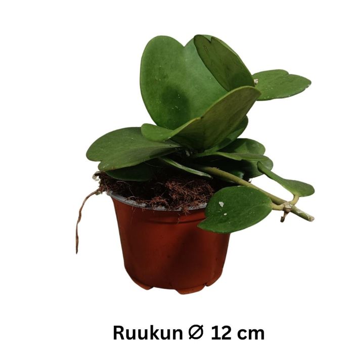 HERTTAPOSLIINIKUKKA Hoya kerrii P12 Posliinikukka, jonka lehdet ovat sydamenmuotoiset HERTTAPOSLIINIKUKKA Hoya kerrii P12 Posliinikukka, jonka lehdet ovat sydamenmuotoiset