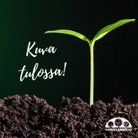 TULPPAANI 'MARIANNE' Tulipa 'Marianne' 8 sipulia