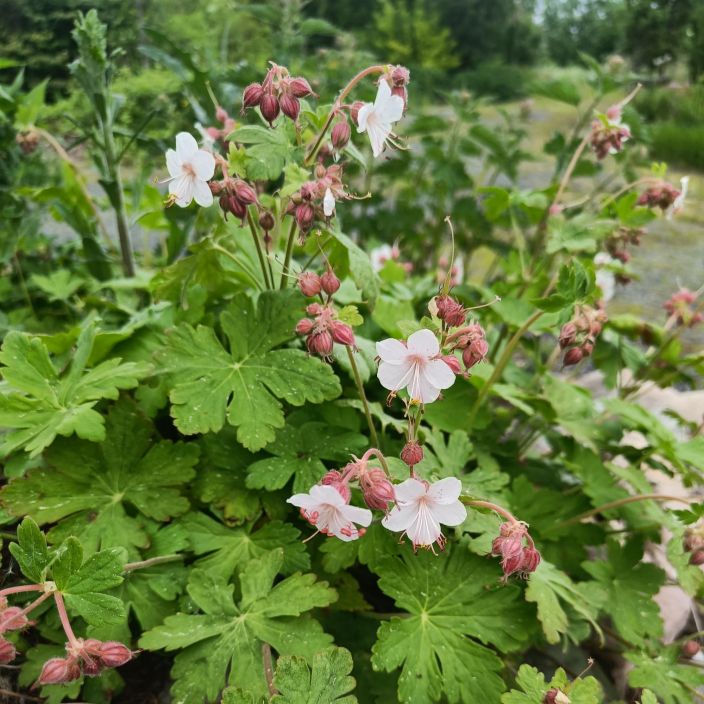 PEITTOKURJENPOLVI 'BIOKOVO' Geranium x cantabrigiense 'Biokovo' P11 Vaaleakukkainen, matala kurjenpolvi