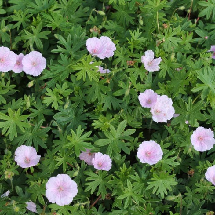 NEIDONKURJENPOLVI Geranium sanguineum var. Striatum P10 Hempeanvarinen kurjenpolvi
