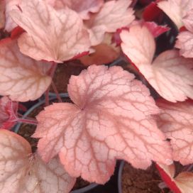 TARHAKEIJUNKUKKA 'GEORGIA PEACH' Heuchera 'Georgia Peach' P12