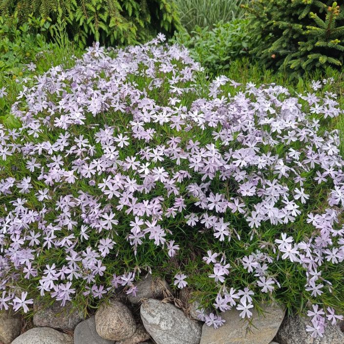 SAMMALLEIMU 'BLUE' Phlox subulata 'Blue' P10 Vaaleansinikukkainen maanpeiteperenna aurinkoiseen paikkaan