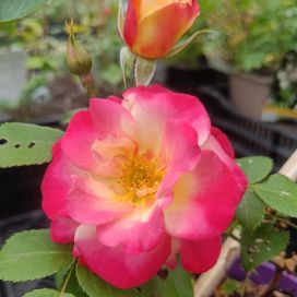 RUUSU 'CAMPFIRE' Rosa 'CA 29' At 3 L
