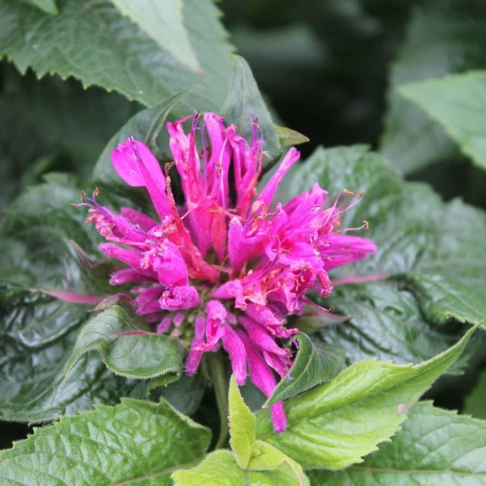 TARHAVARIMINTTU Monarda media-r. 'Petite Delight' P10 Tanakkavartinen variminttu, lehdet tuoksuvat.