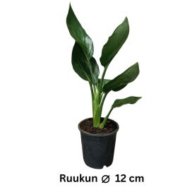 HELOKOLIBRIKUKKA Strelitzia reginae P12