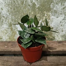 POSLIINIKUKKA Hoya krohniana 'Splash' P6 lajike epävarma