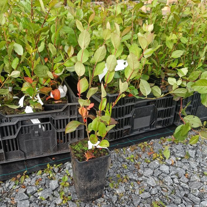 KORISTEARONIA Aronia x prunifolia AT 1,5L Punaiseksi syksyisin varjaytyva aitapensas, joka kukkii kesakuussa valkoisin kukin