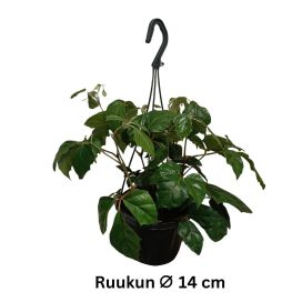 KUNINGASKISSUS Cissus rhombifloria P14