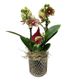 RAIKKAANVÄRINEN PERHOSKÄMMEKKÄ HOPEARUUKUSSA