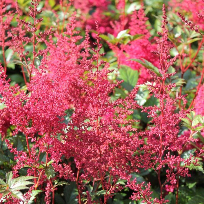 Astilbe japonica 'Montgomery', japaninjaloangervo