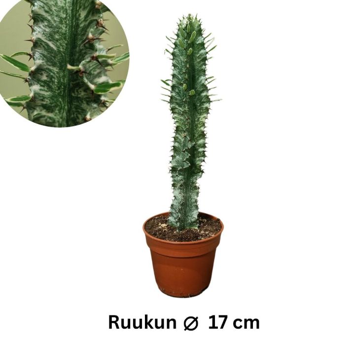 JATTITYRAKKI 'MARMORATA' Euphorbia ingens 'Marmorata' P17 Kalpeanvarinen tyrakki